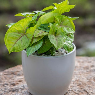 Syngonium Pink Vein