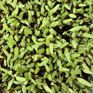 Red Chard