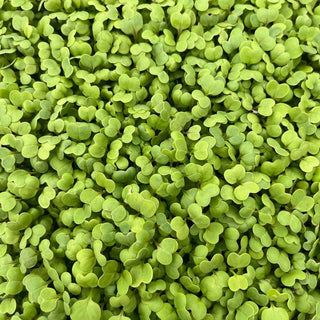 Brocolli Raab