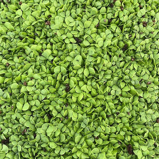 Basil Italian Classico