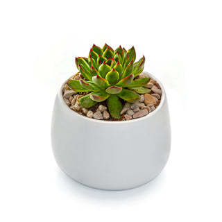 Succulent Echeveria Agavoides :Lipstick