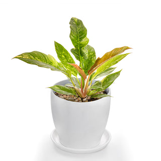 Philodendron Ring Of Fire