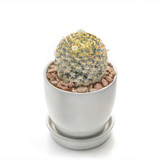 Cactus Mammillaria Schiedeana