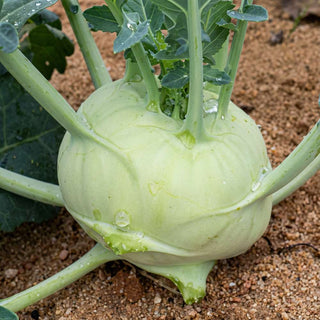 Knolkhol Indam Jumbo