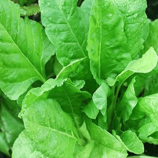 Spinach Indam Kolkata