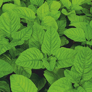 Amaranthus Indam Green