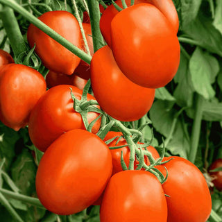 Tomato Indam 1313