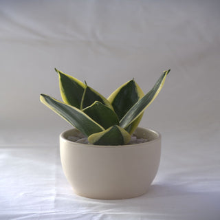 Sansevieria Hahnii Black Jack