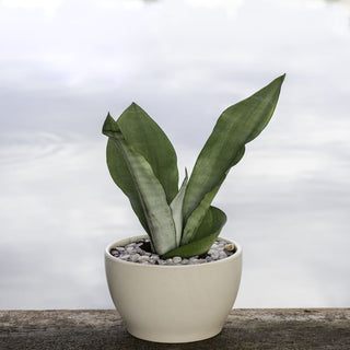 Sansevieria Moonshine (Snake Plant)