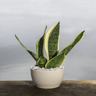 Sansevieria Futura Superba