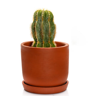 Cactus Notocactus Magnificus