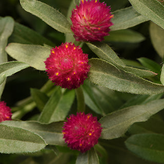Gomphrena Qis Carmine