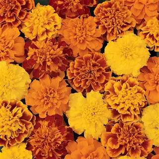 French Marigold Bonanza Mix