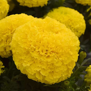 Marigold Marvel Yellow