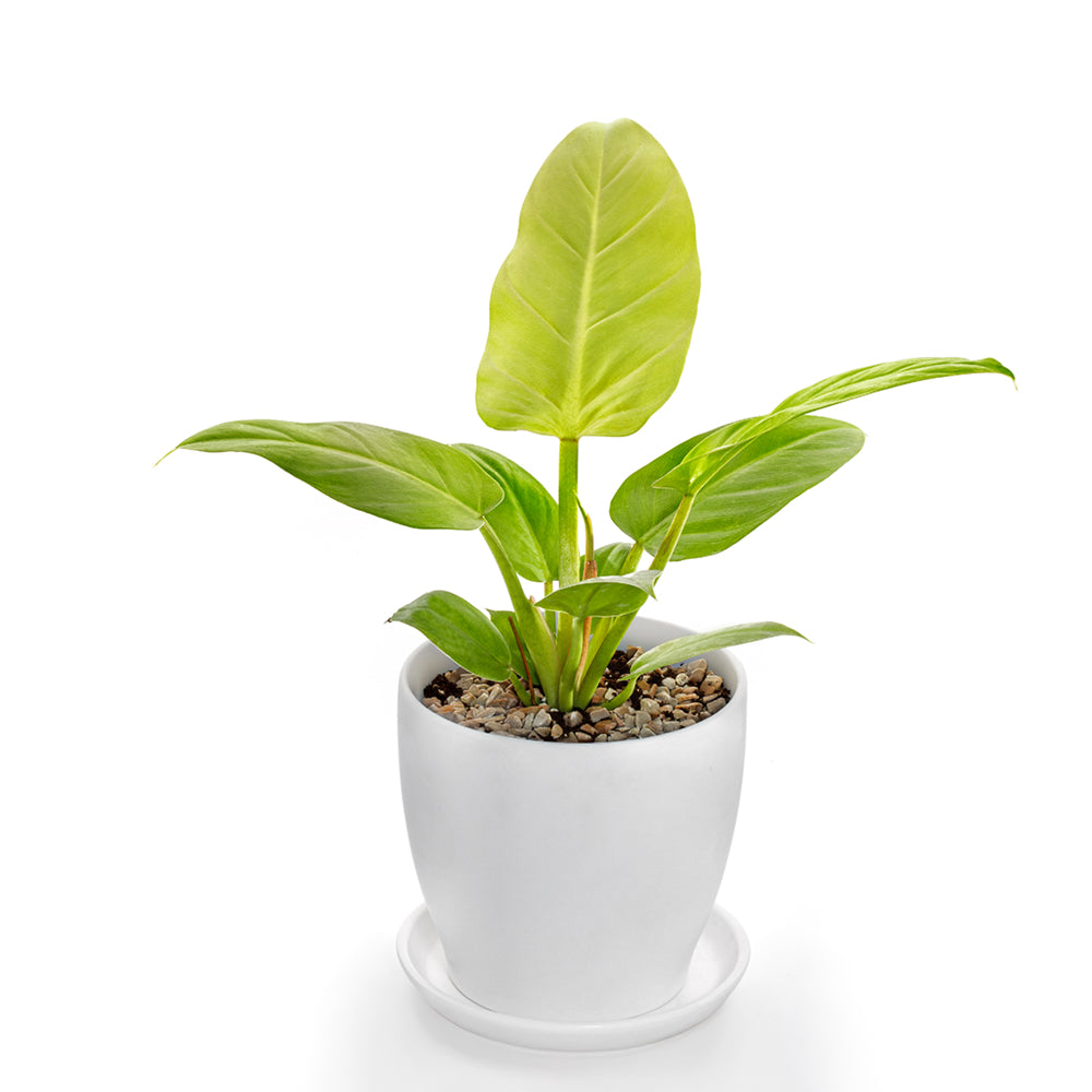 philodendron melinonii gold Buy Philodendron Golden Melinonii Online – Indo American Hybrid Seeds